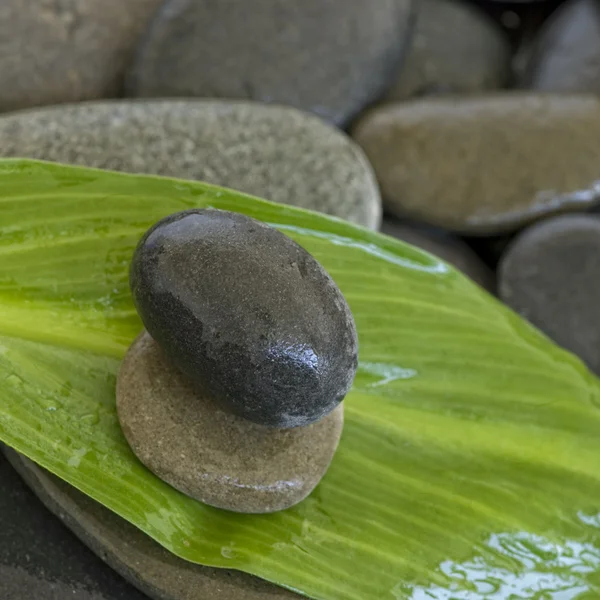 stock image Green leaf and pebble