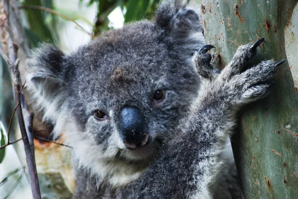 Koala in Australië — Stockfoto
