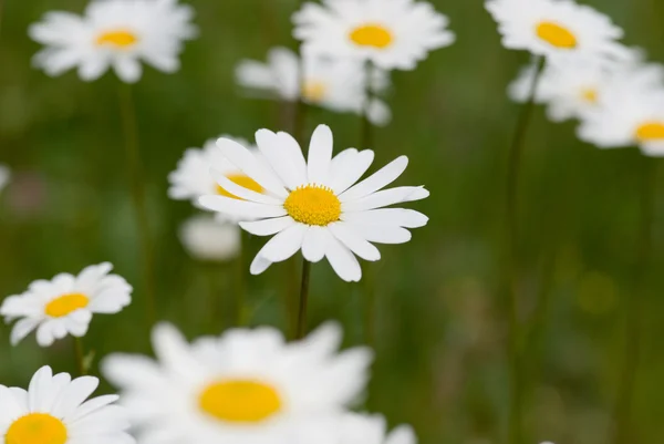 Daisy flower — Stock Photo, Image