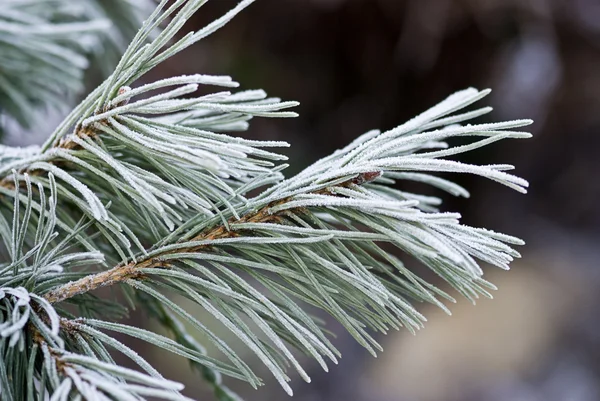 Vegetace v zimě — Stock fotografie