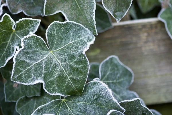 Vegetace v zimě — Stock fotografie