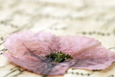 mektup preslenmiş çiçek