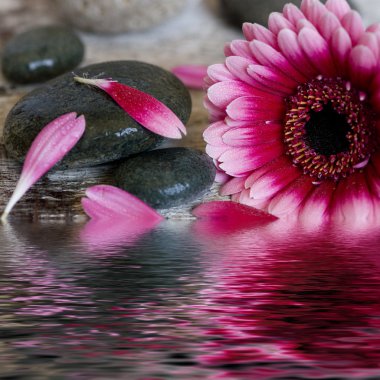 Gerbera