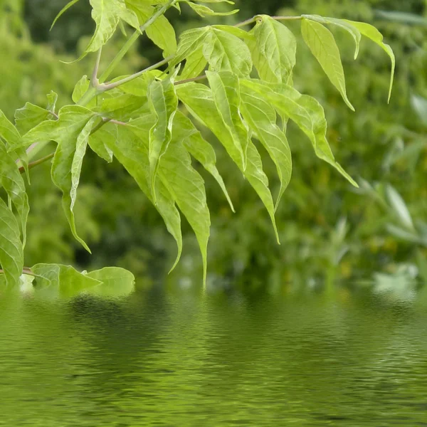 Twig met groen blad — Stockfoto