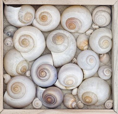 Shell collection clipart