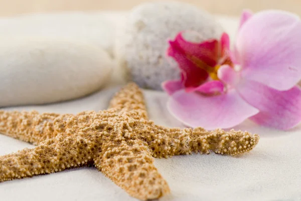 stock image Still life with orchid and starfish