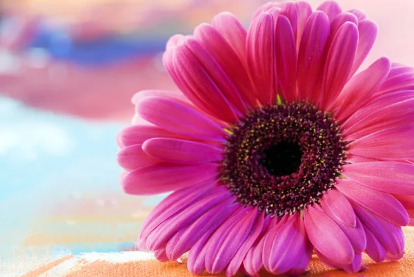 Gerbera blomma — Stockfoto