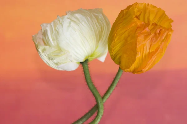 罂粟花 — 图库照片