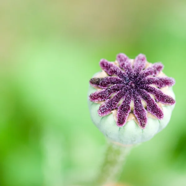 Квітки маку капсули — стокове фото