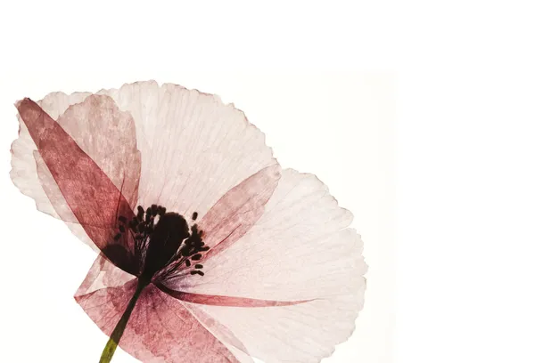 Сжатый цветок мака — стоковое фото