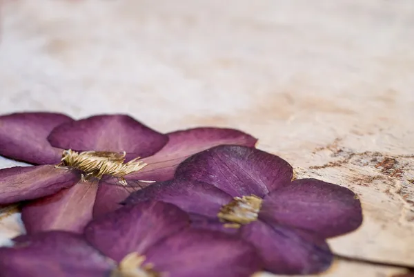 Fleur clématite pressée — Photo