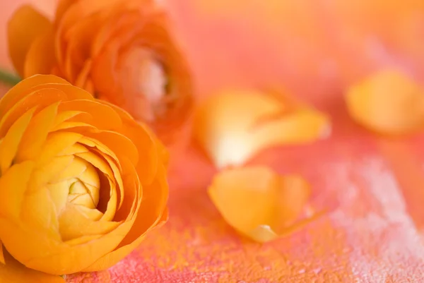 Jaskier kwiat — Zdjęcie stockowe