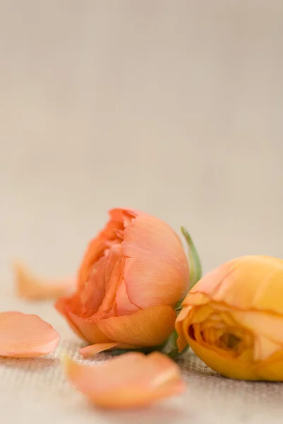 ラナンキュラスの花 — ストック写真