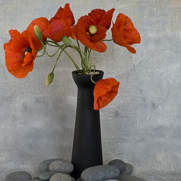 Красный цветок мака — стоковое фото
