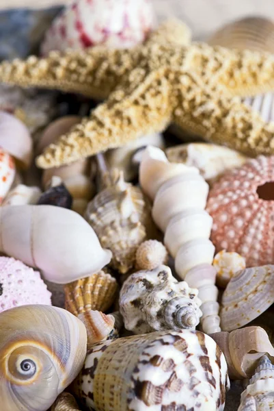 Shell collection — Stock Photo, Image