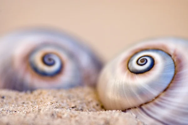 Dvě snailshells na pláži — Stock fotografie