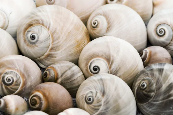 Snailshell bakgrund — Stockfoto