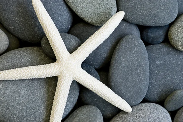 stock image Starfish on pebble