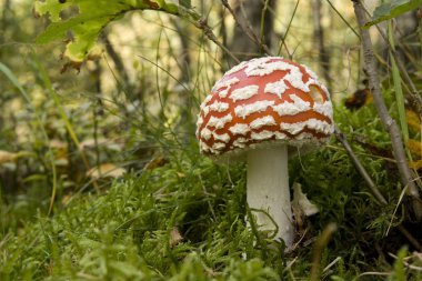 Fly Agaric - Amanita Muscaria clipart