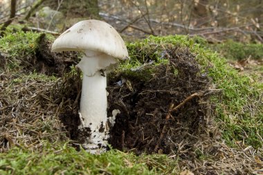 Death Cap clipart