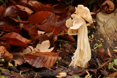 Helvella crispa clipart