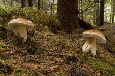 King Bolete - Boletus Edulis clipart