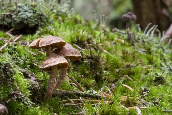 Fable Mushrooms — Stock Photo, Image