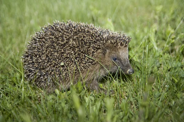 Hedgehoge — Stock fotografie