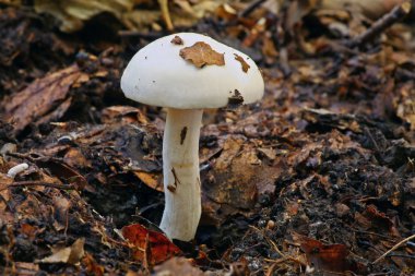 Hygrophorus Discoxanthus clipart