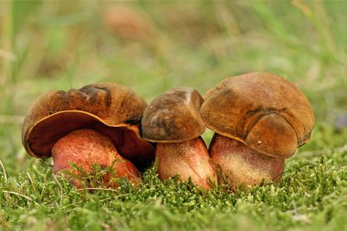 Boletus Erythropus clipart