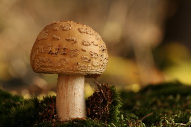 Amanita rubescens clipart