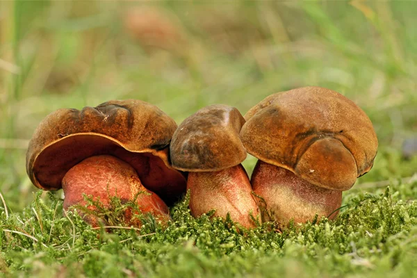 stock image Boletus Erythropus