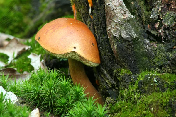 stock image Bay Bolete - Boletus Badius