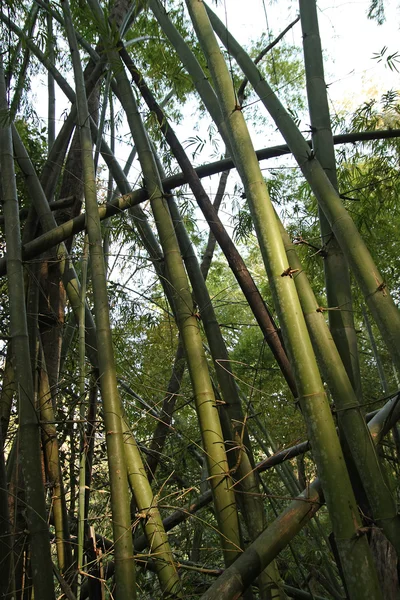 stock image Bamboo Forest North Thailand