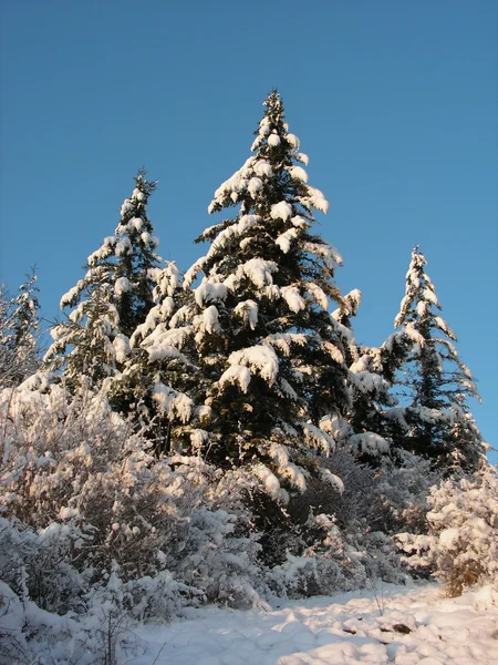 stock image Winter in wood