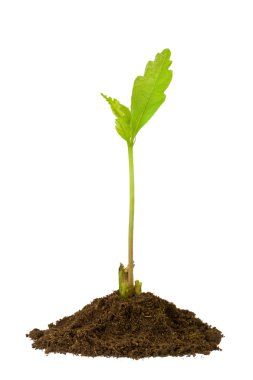 Oak sprout isolated on white clipart