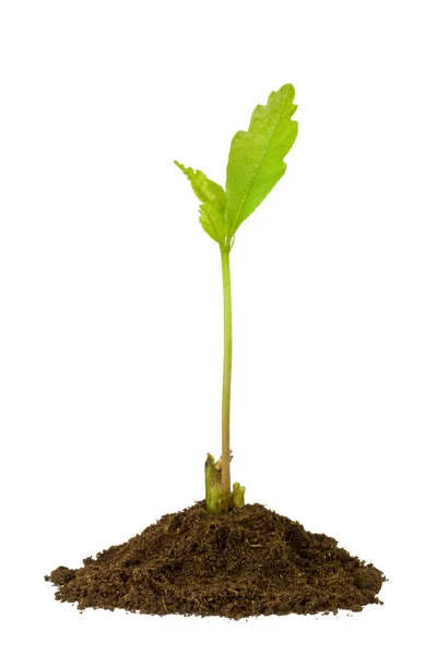 Oak sprout isolated on white — Stock Photo, Image
