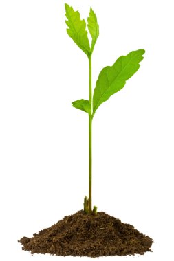 Sapling oak, isolated on white clipart