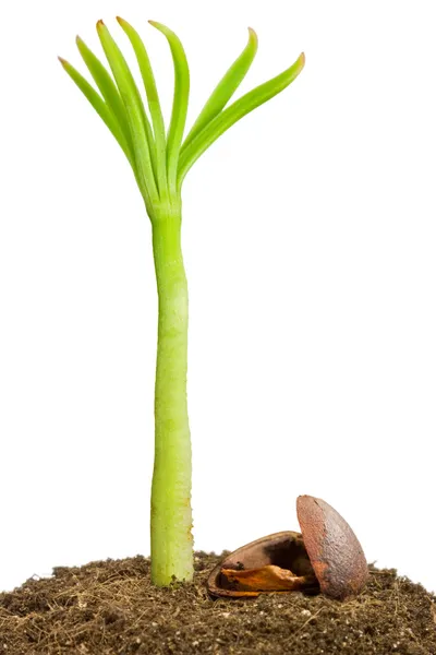 Drzewko sosna syberyjska (cedr) — Zdjęcie stockowe