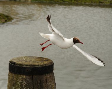 Black-headed gull takes off clipart