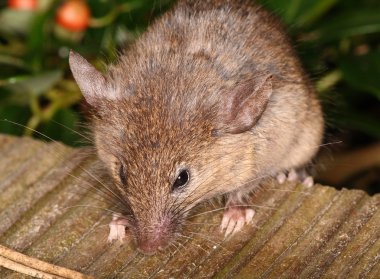 meraklı küçük ev faresi