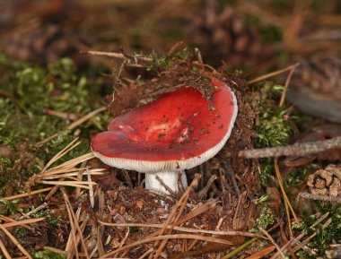 uzun russule russula paludosa