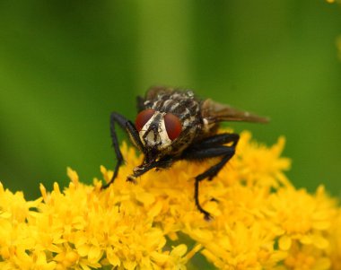 Fly on blossom