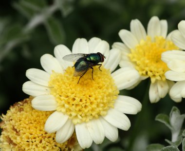 Fly on blossom