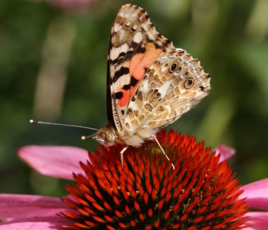 boyalı Bayan vanessa cardui