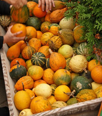 Pumpkins on bavarian market clipart
