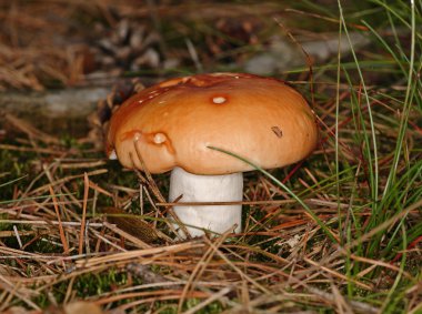 Ochre Brittlegill, Common Yellow Russula clipart