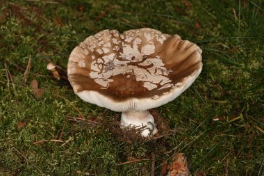 Avrupa Panter amanita pantherina