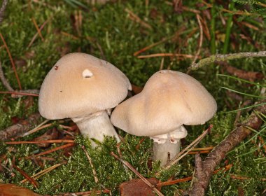 Gypsy Mushroom Rozites caperatus clipart