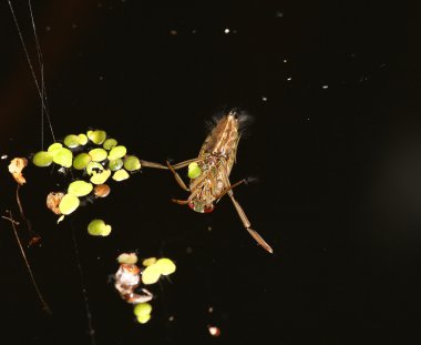 Common Backswimmer Notonectidae clipart